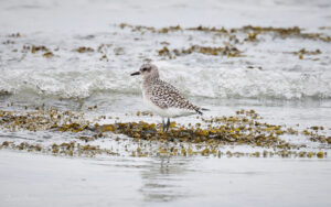 Grey Plover at Boulmer, 19th March 2023