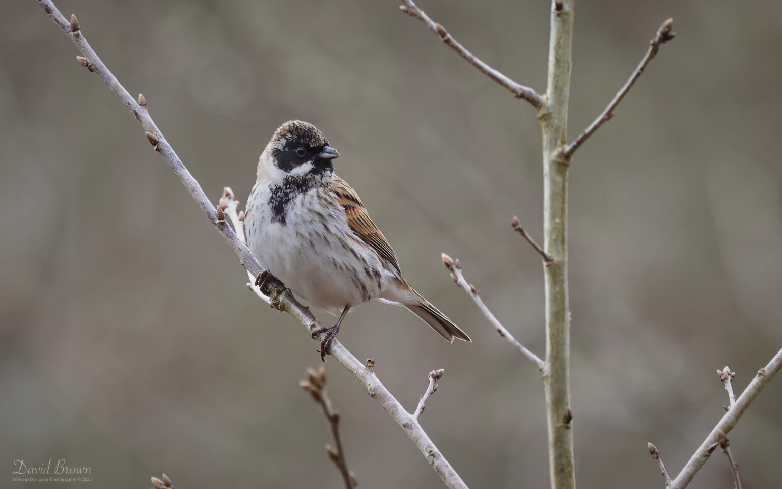 Reed Bunting at Escomb, 1st April 2023