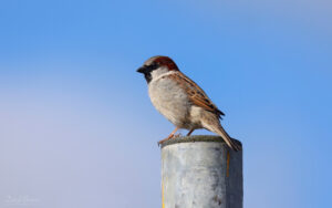 House Sparrow at Etherley Moor, 7th April 2023