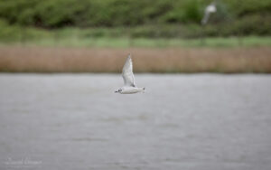 Little Gull at East Saltholme, 8th May 2023.