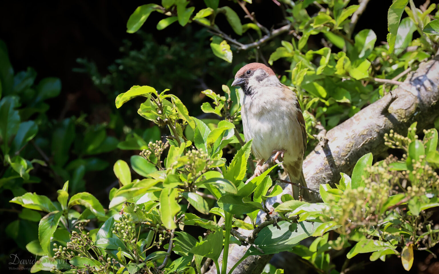 Tree Sparrow at Etherley Moor, 20th May 2023