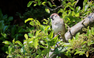 Tree Sparrow at Etherley Moor, 20th May 2023.