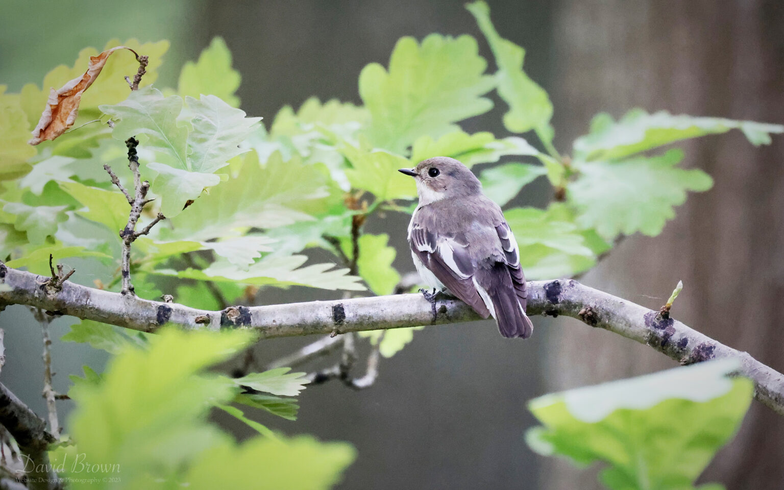 Pied Flycatcher (female) at Muggleswick, 28th May 2023.
