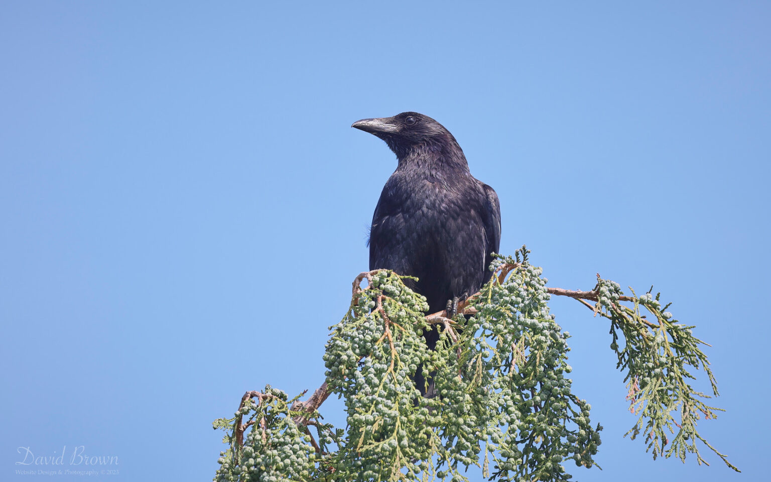 Carrion Crow at Etherley Moor, 29th May 2023