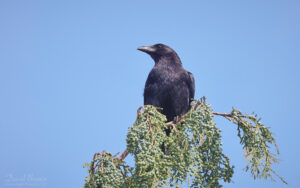 Carrion Crow at Etherley Moor, 29th May 2023.