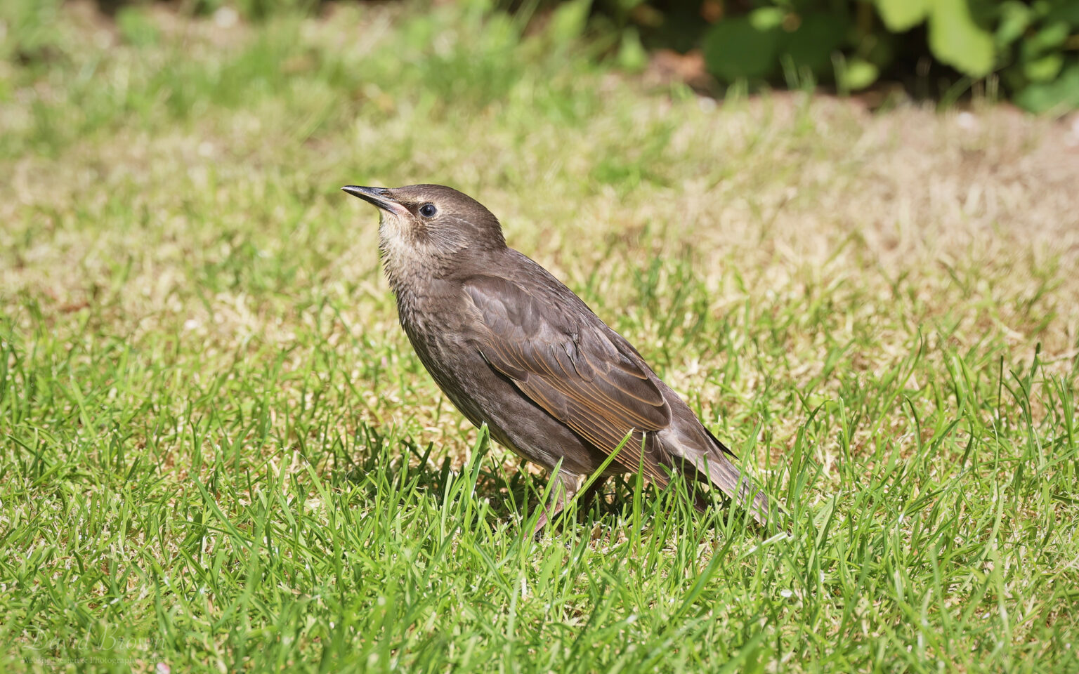 Starling at Etherley Moor, 29th May 2023
