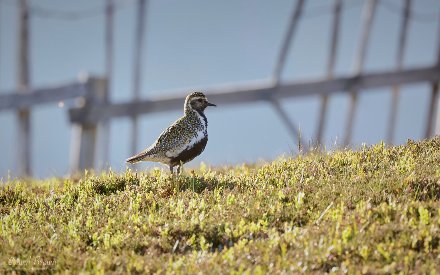 Golden Plover at Glenshee, 15th June 2023