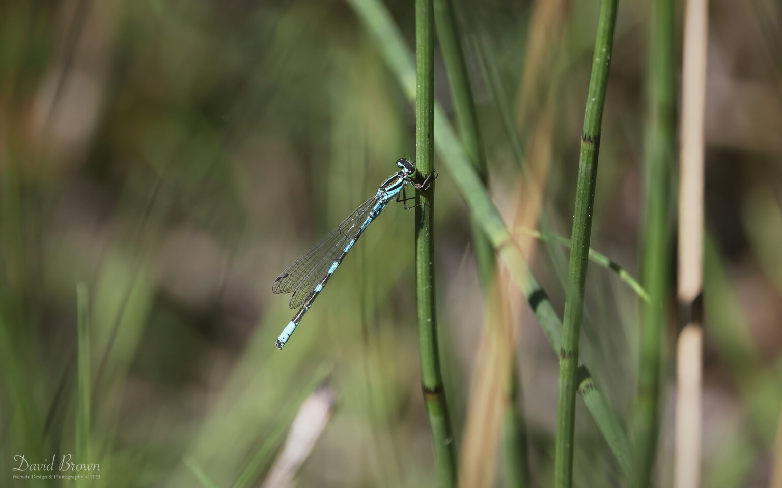 Northern Damselfly at Abernethy Forest, 15th June 2023
