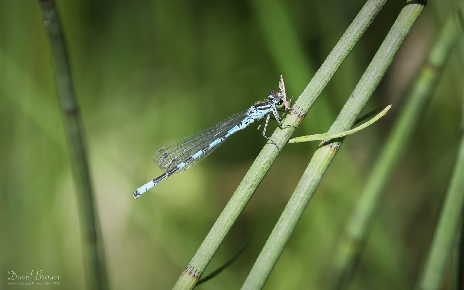 Northern Damselfly at Abernethy Forest, 15th June 2023