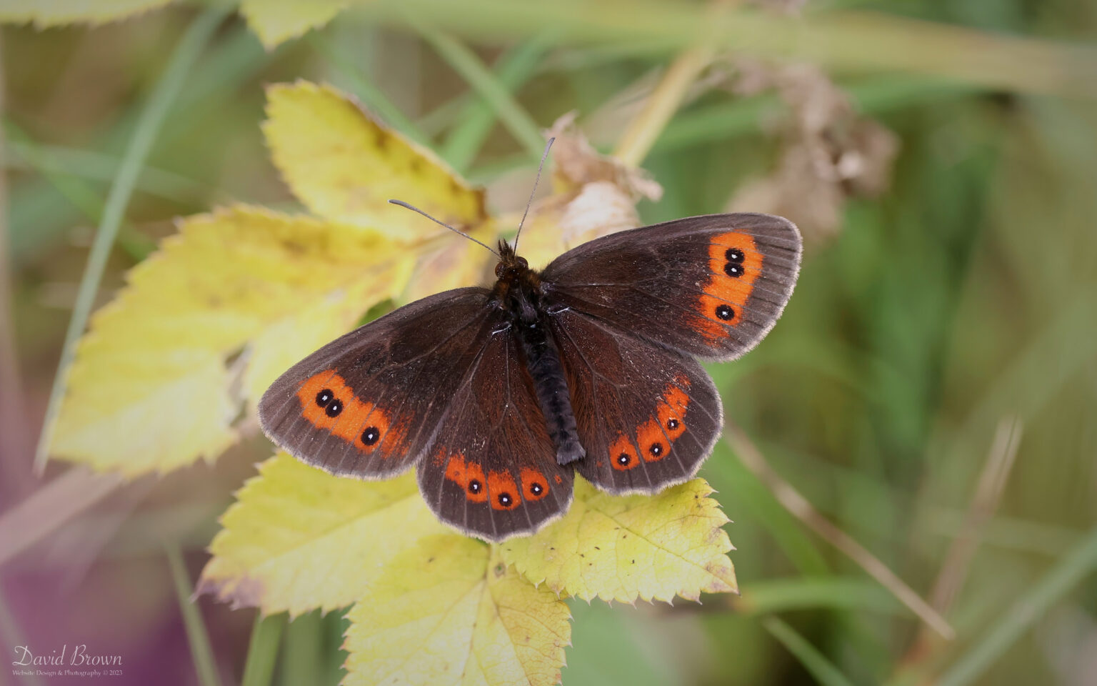 Scotch Argus in Smardale, 9th August 2023