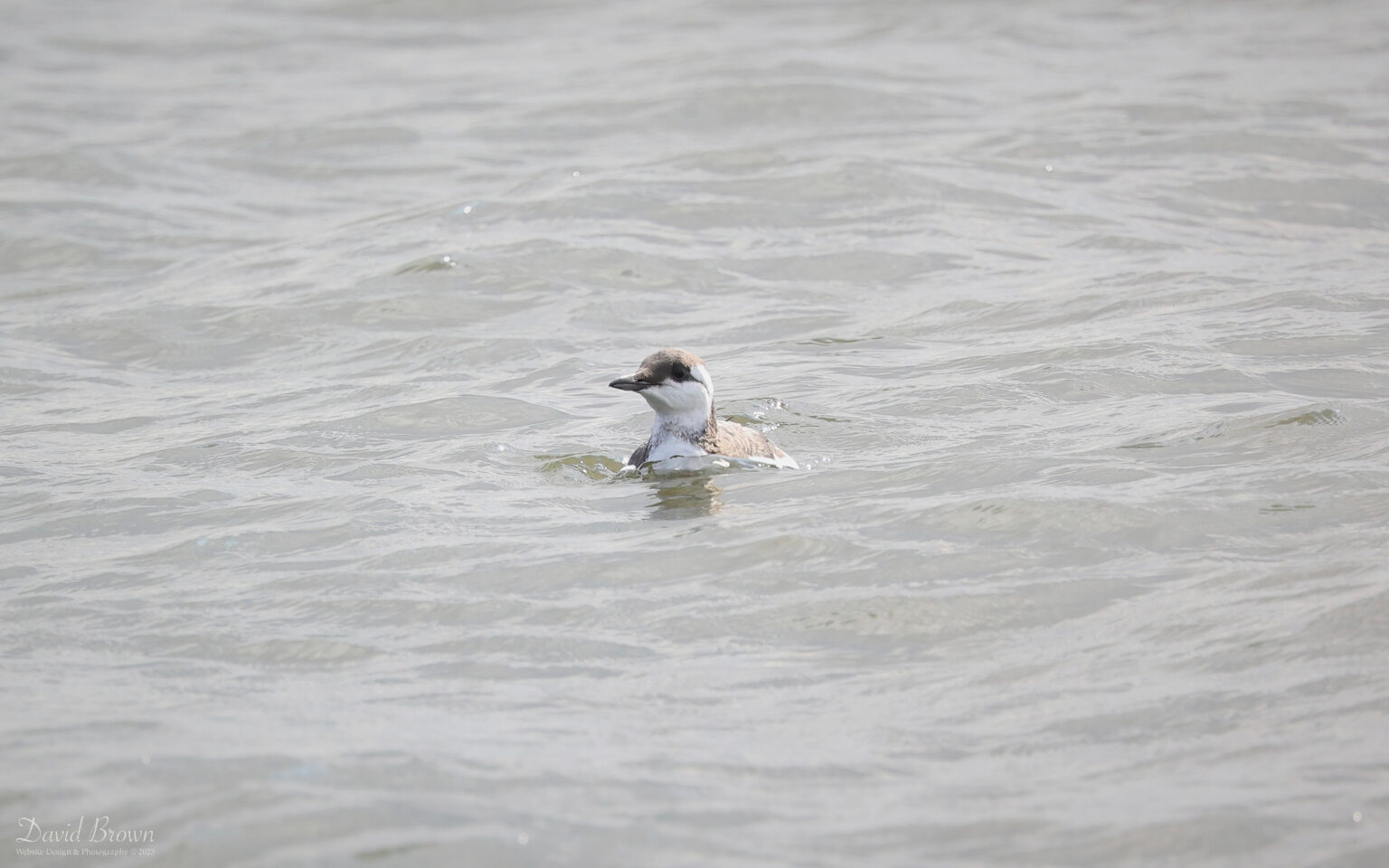 Guillemot at Seaton Snook, 2nd September 2023