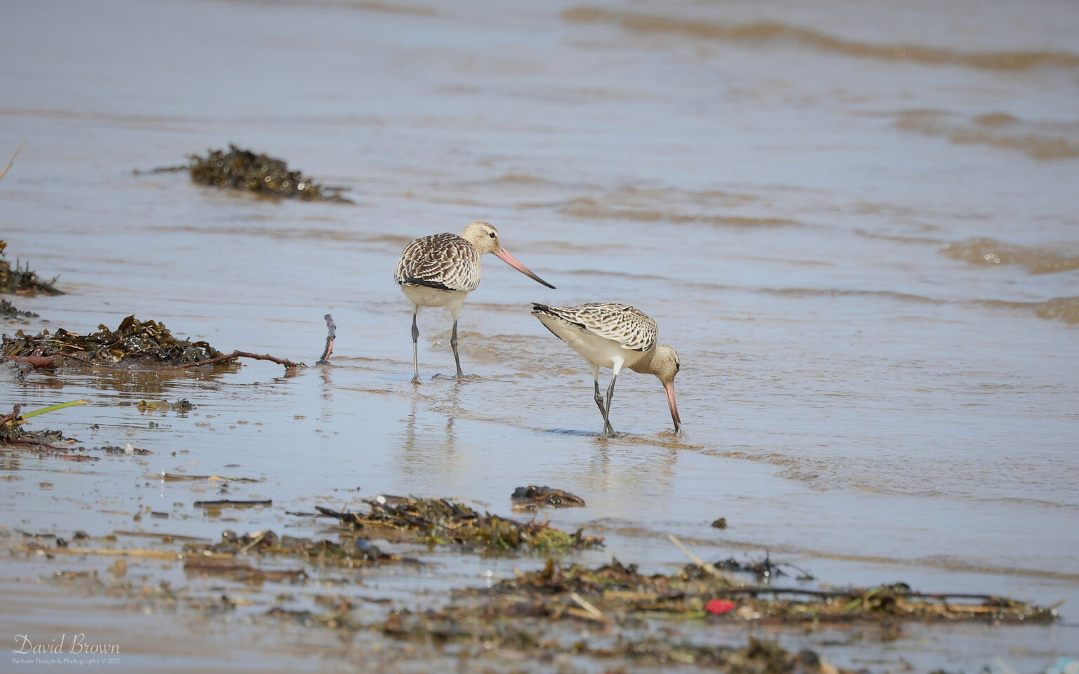 Bar-tailed Godwits at Seaton Snook, 2nd September 2023