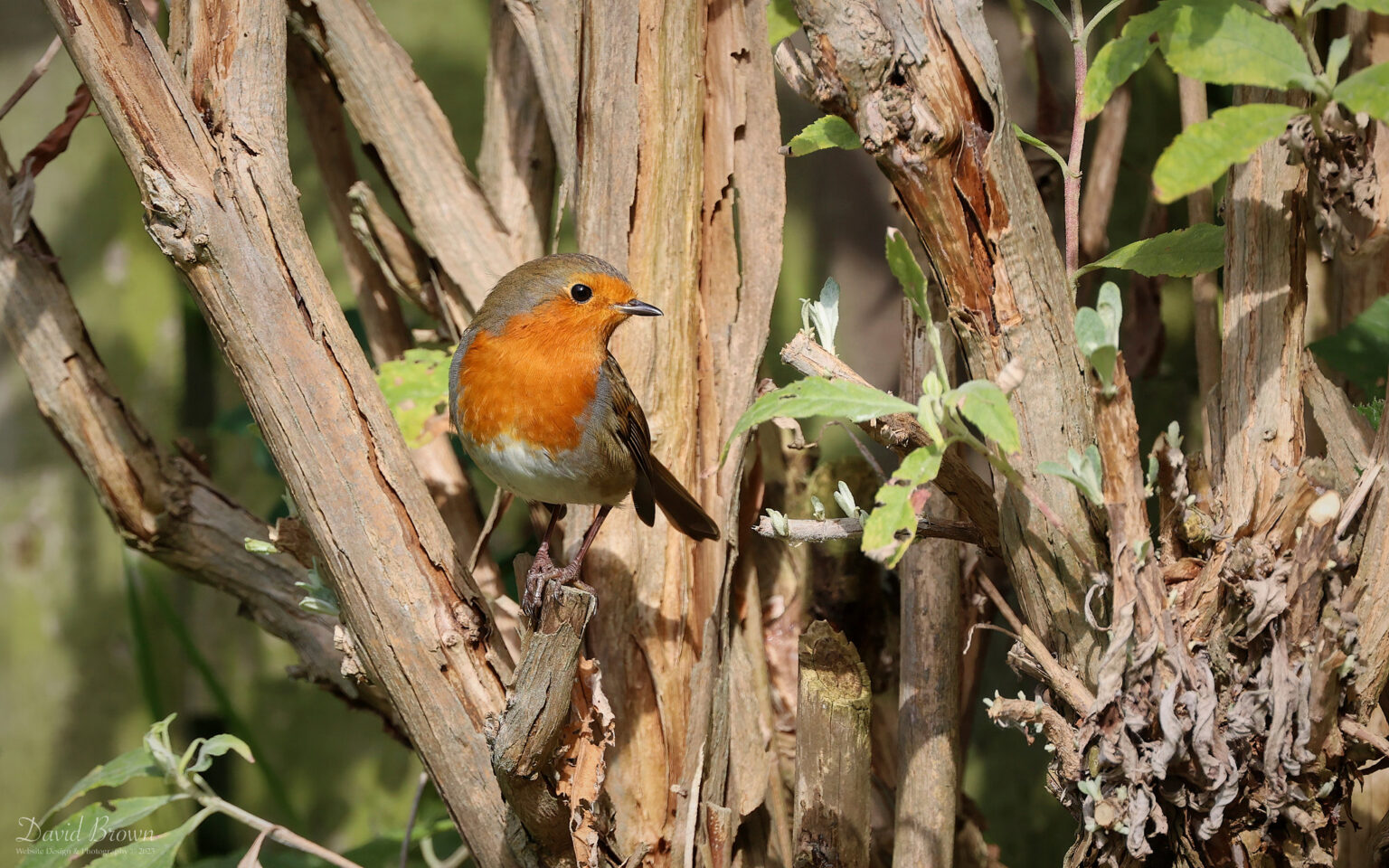 Robin at Etherley Moor, 9th September 2023
