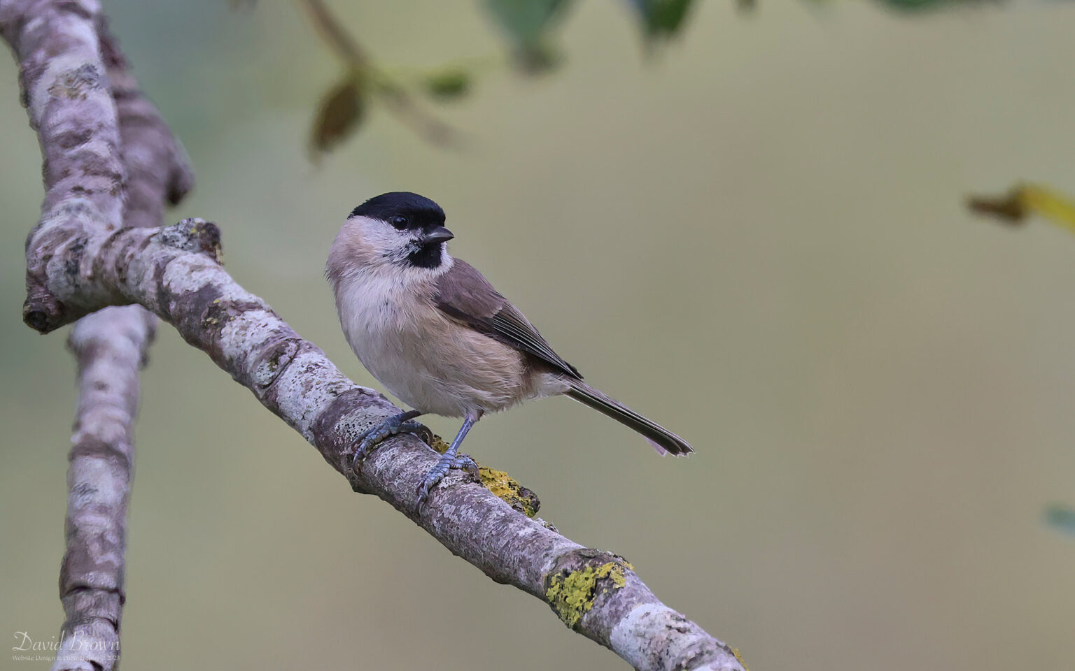Marsh Tit at Escomb, 30th September 2023