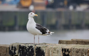 Great Black-backed Gull at Hartlepool Headland, 8th October 2023