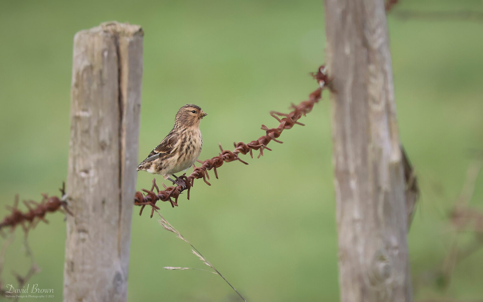 Twite at Seaton Snook, 8th October 2023