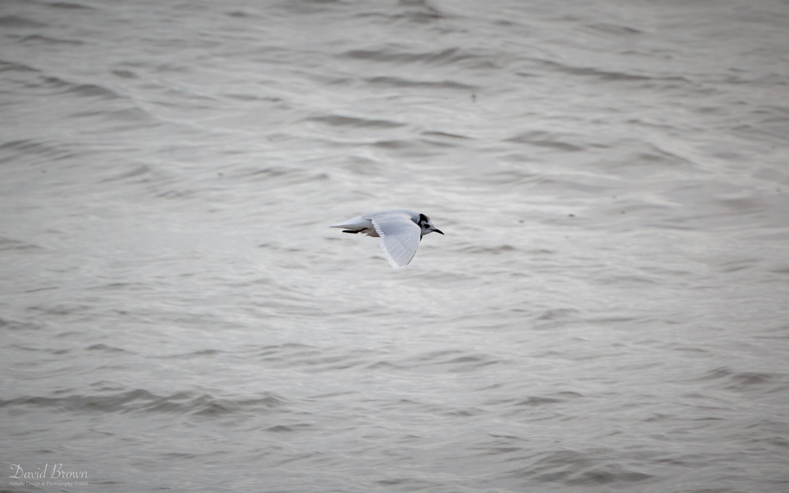 Little Gull at Hartlepool Headland, 21st October 2023