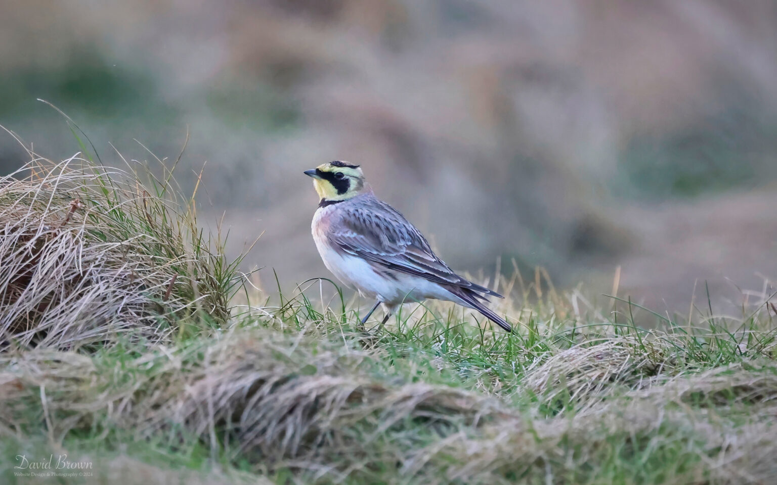 Shorelark at Newbiggin-by-the-Sea, 27th January 2024.