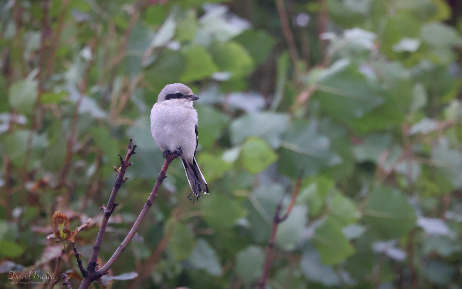 Great Grey Shrike at Hartlepool Headland, 21st September 2024