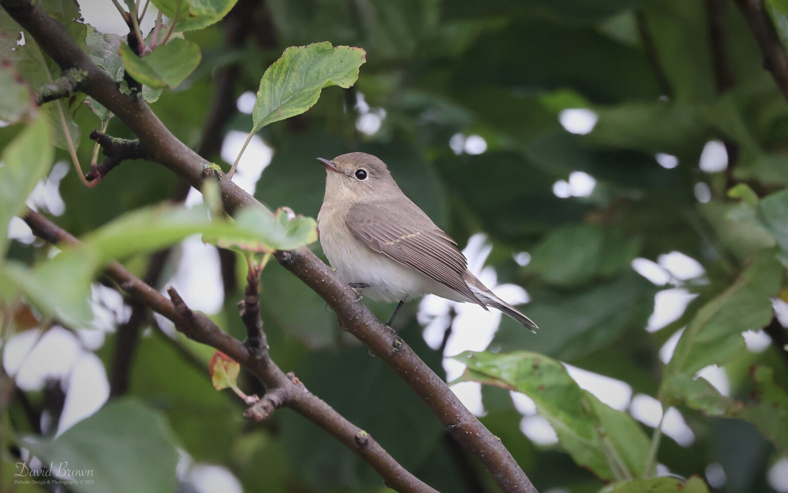 Red-breasted Flycatcher at Hartlepool Headland, 21st September 2024