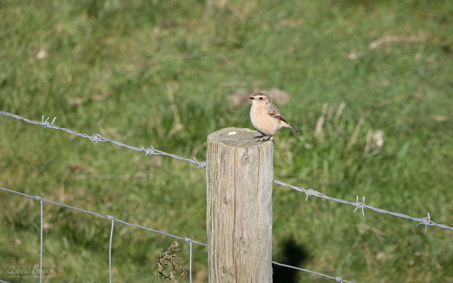 Siberian Stonechat at Bempton Cliffs, 28th September 2024.