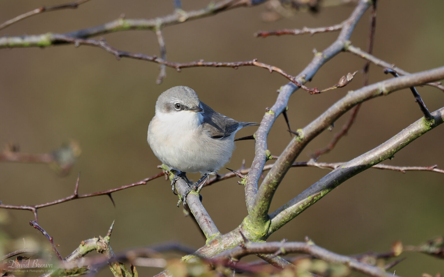 Siberian Lesser Whitethroat at Bempton Cliffs, 28th September 2024.