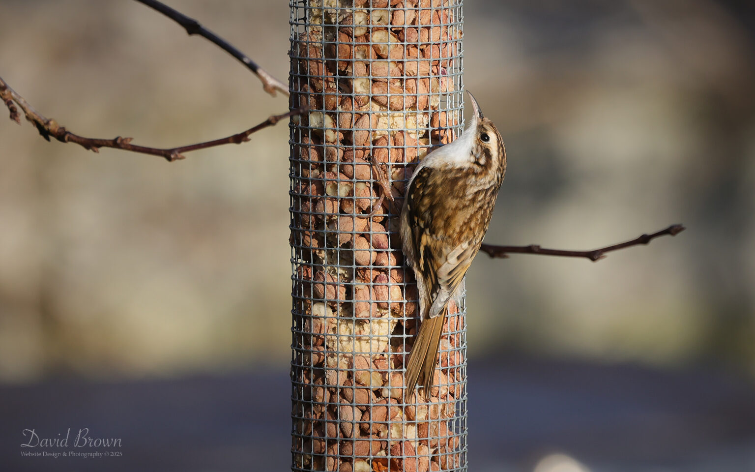 Treecreeper at Escomb, 1st January 2025