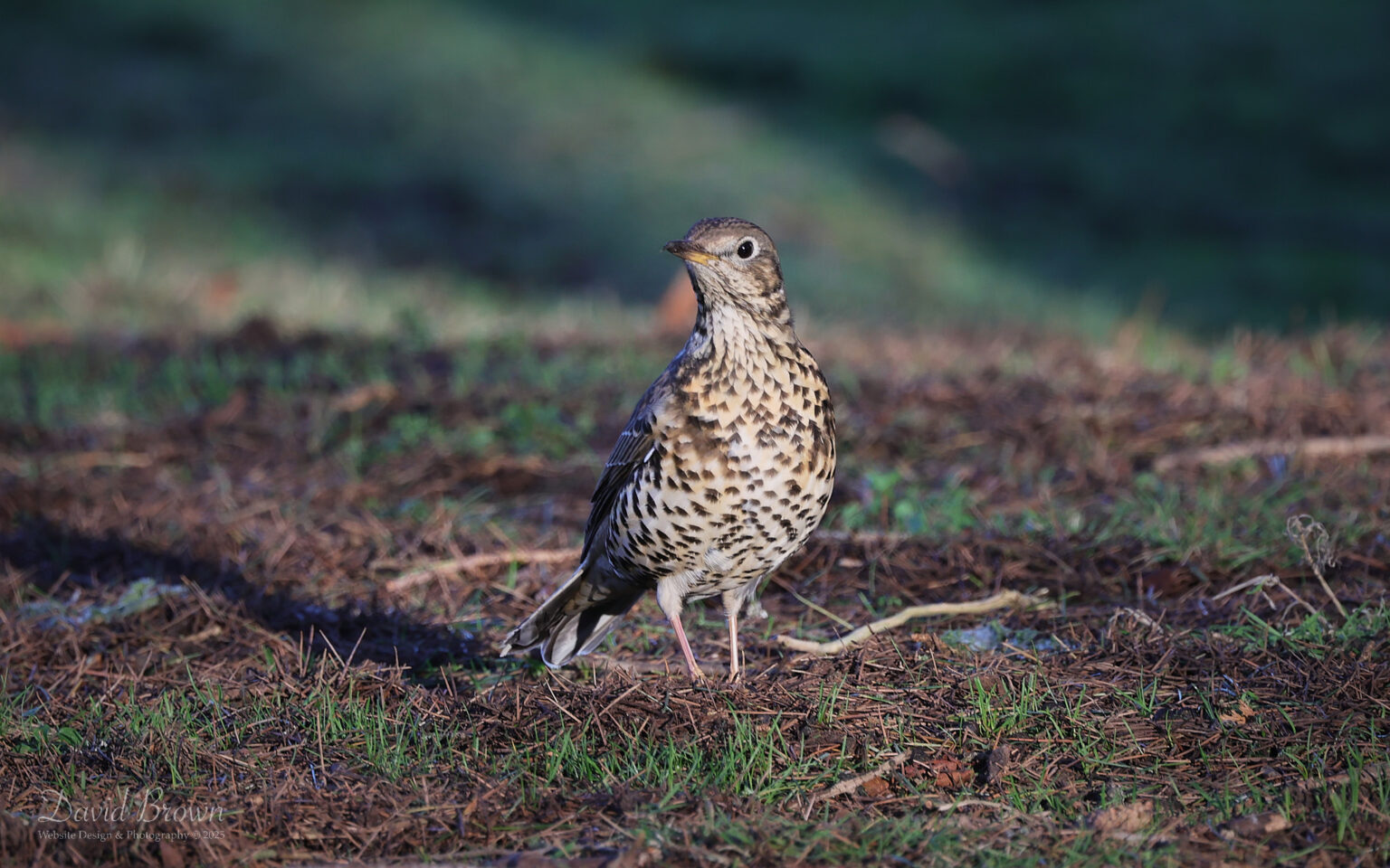 Mistle Thrush at Redworth Hall, 2nd January 2025