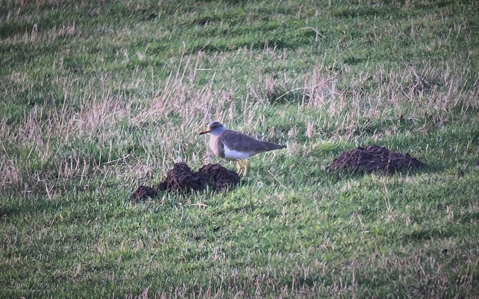 Grey-headed Lapwing at East Chevington, 3rd January 2025