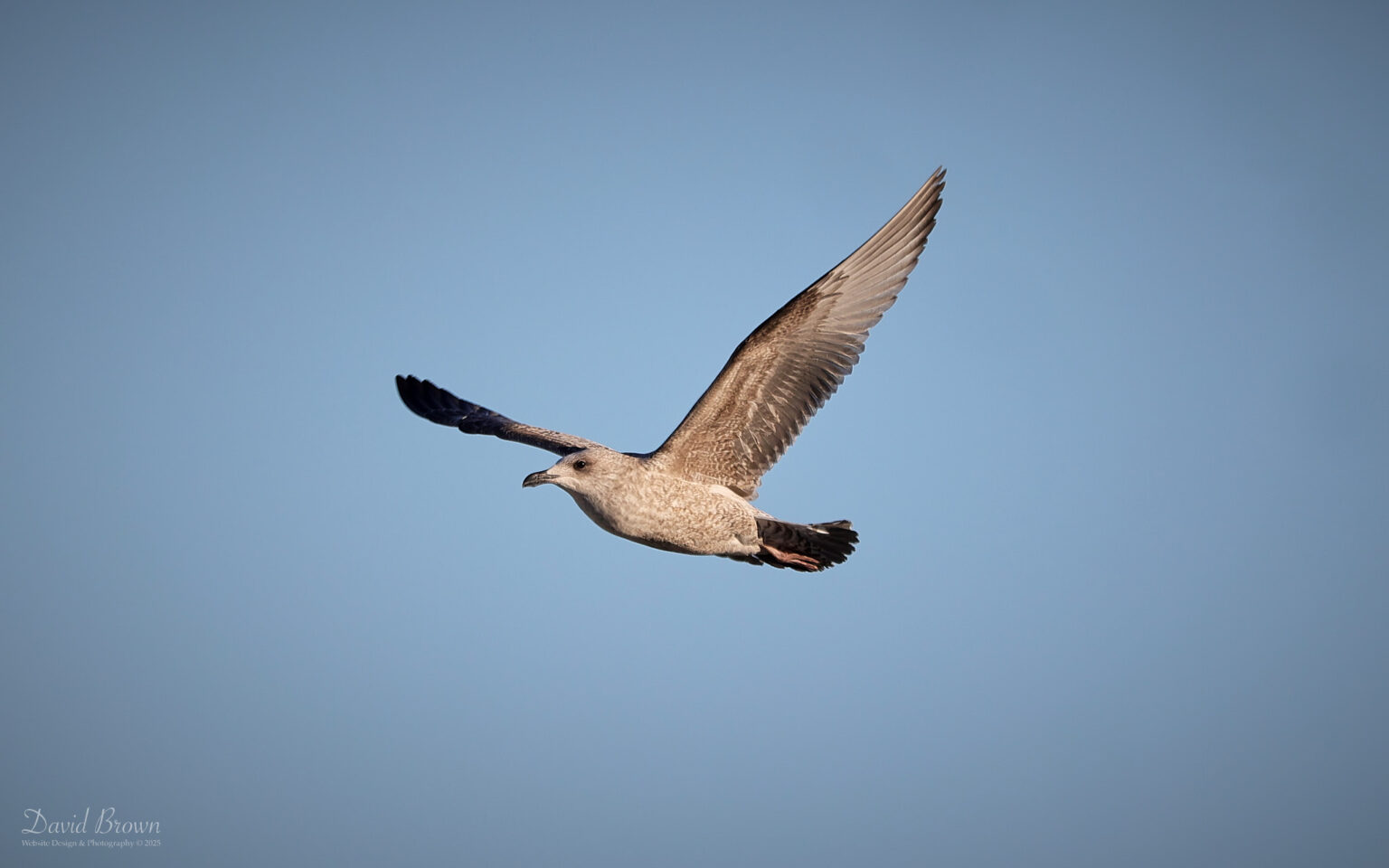 Herring Gull at Wideopen, 3rd January 2025