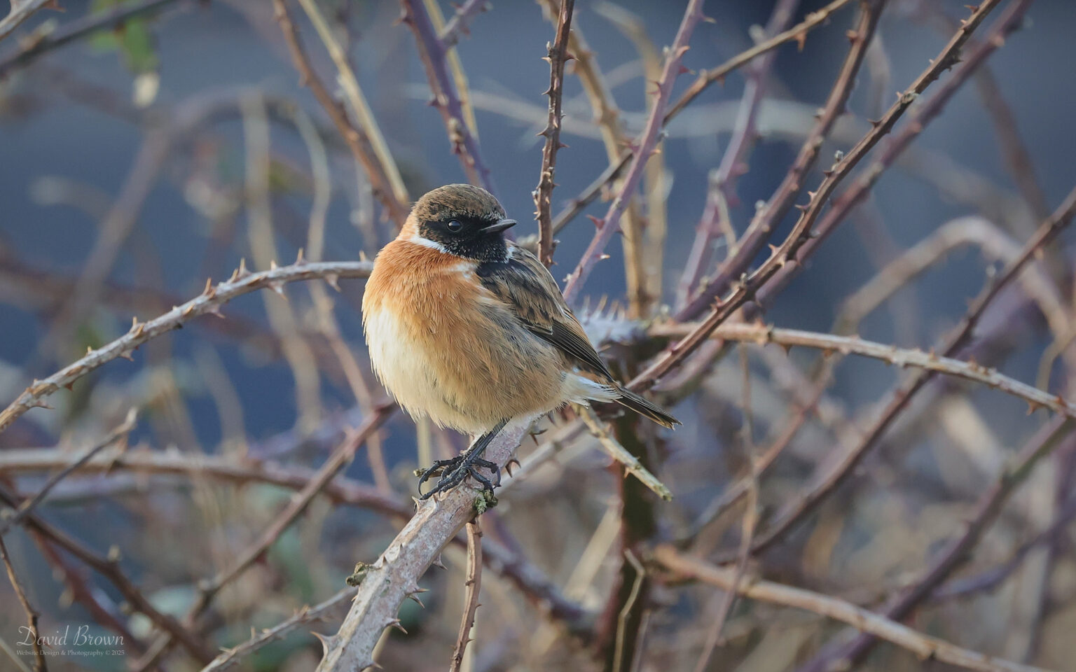 Stonechat at Druridge, 3rd January 2025
