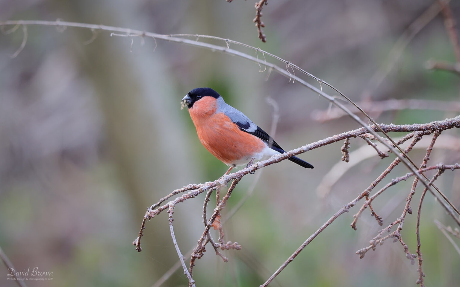 Bullfinch at Low Barns, 4th January 2025