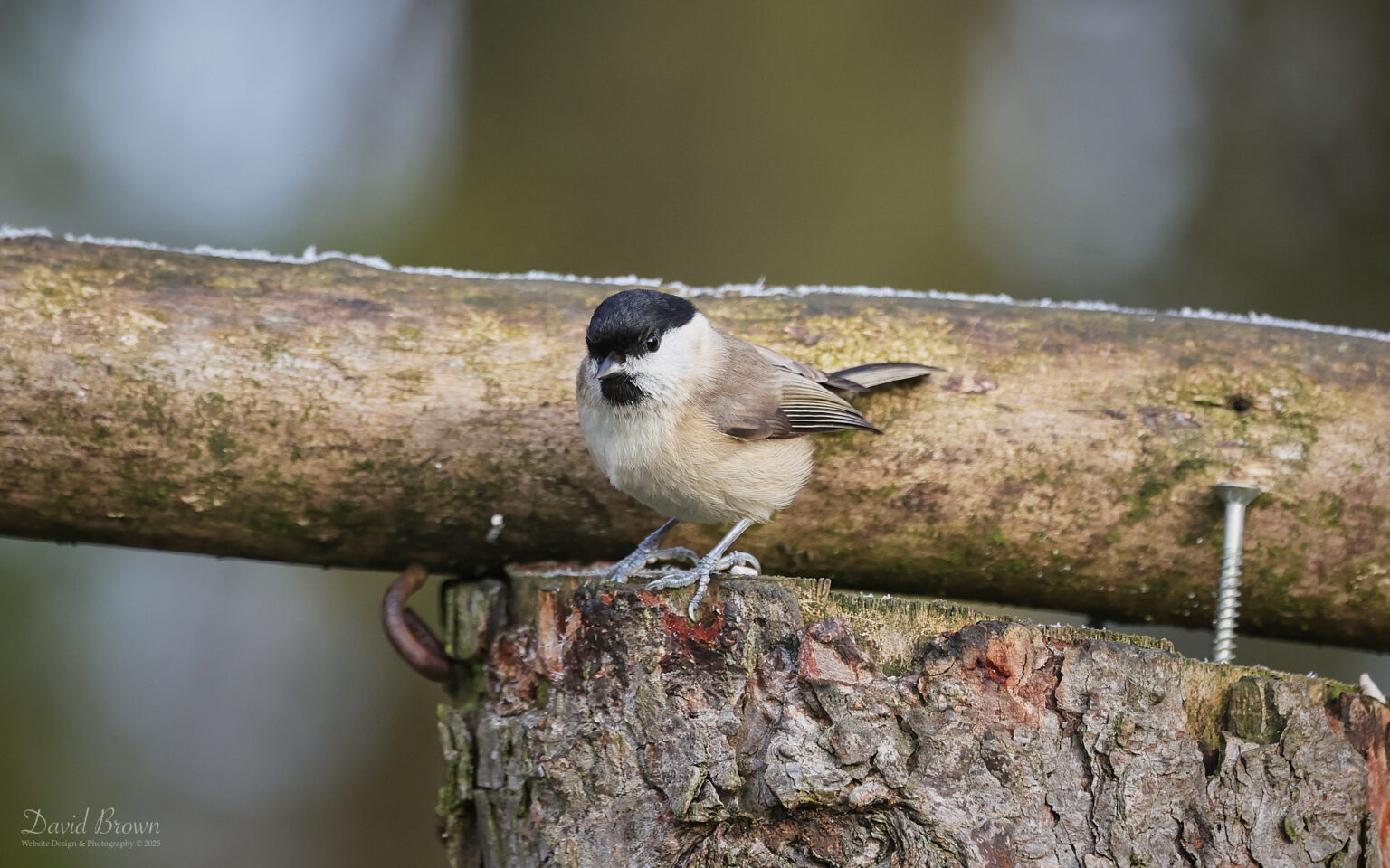 Marsh Tit at Low Barns, 4th January 2025