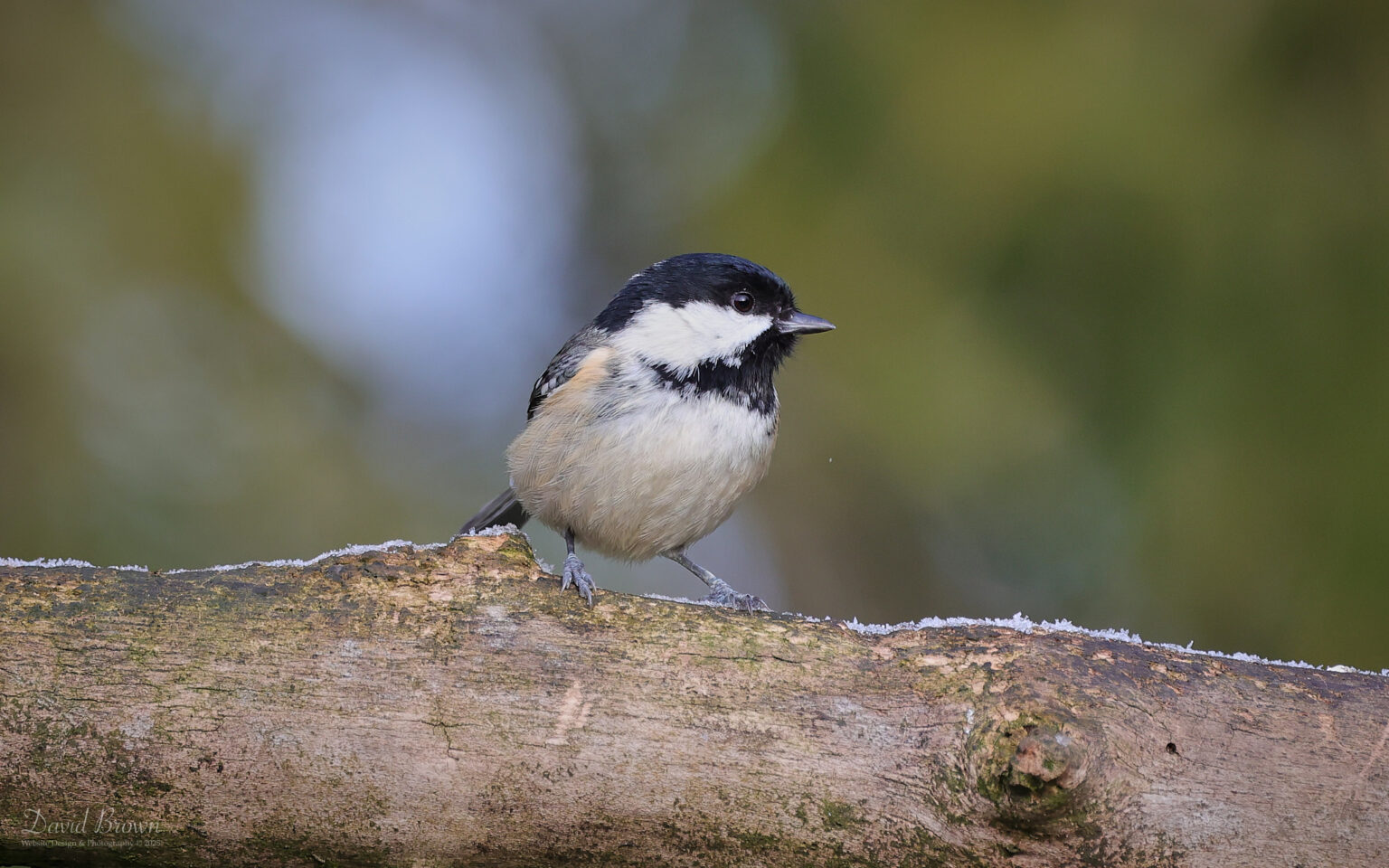 Coal Tit at Low Barns, 4th January 2025