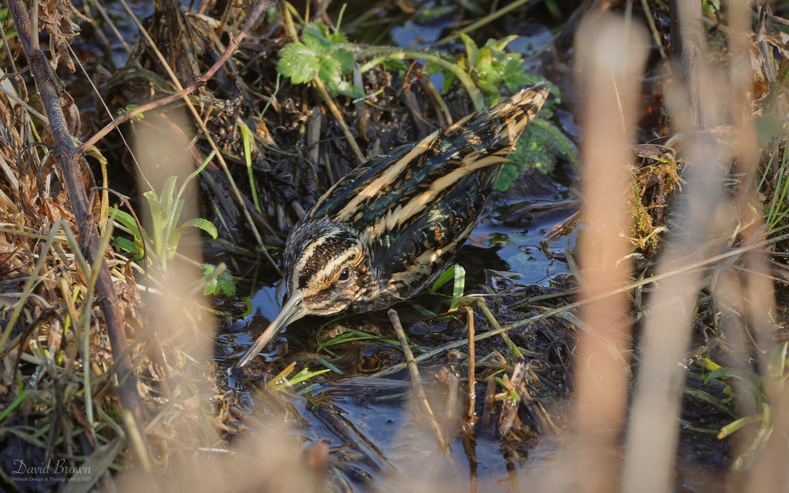 Jack Snipe at Bishop Auckland, 18th January 2025