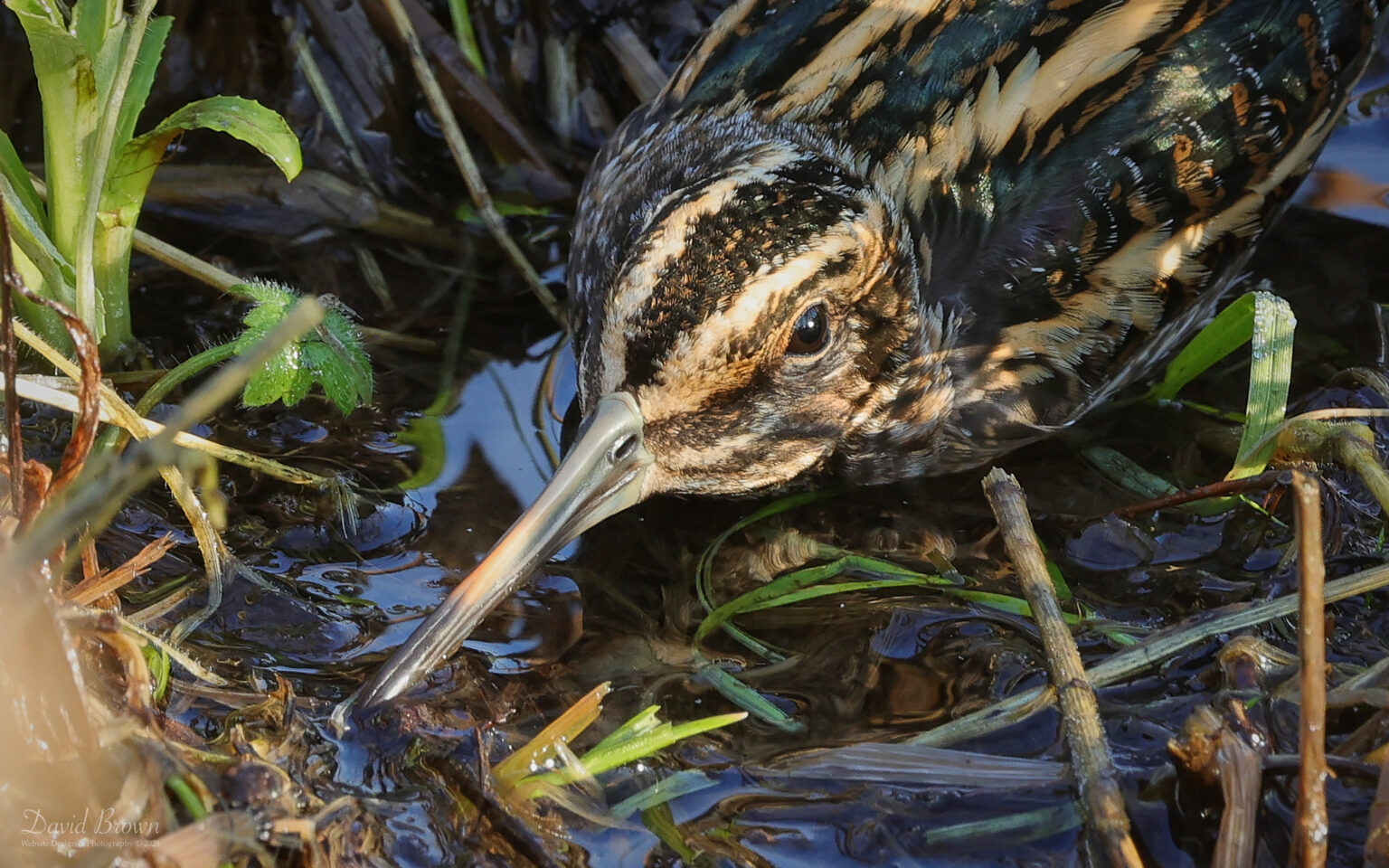 Jack Snipe at Bishop Auckland, 18th January 2025