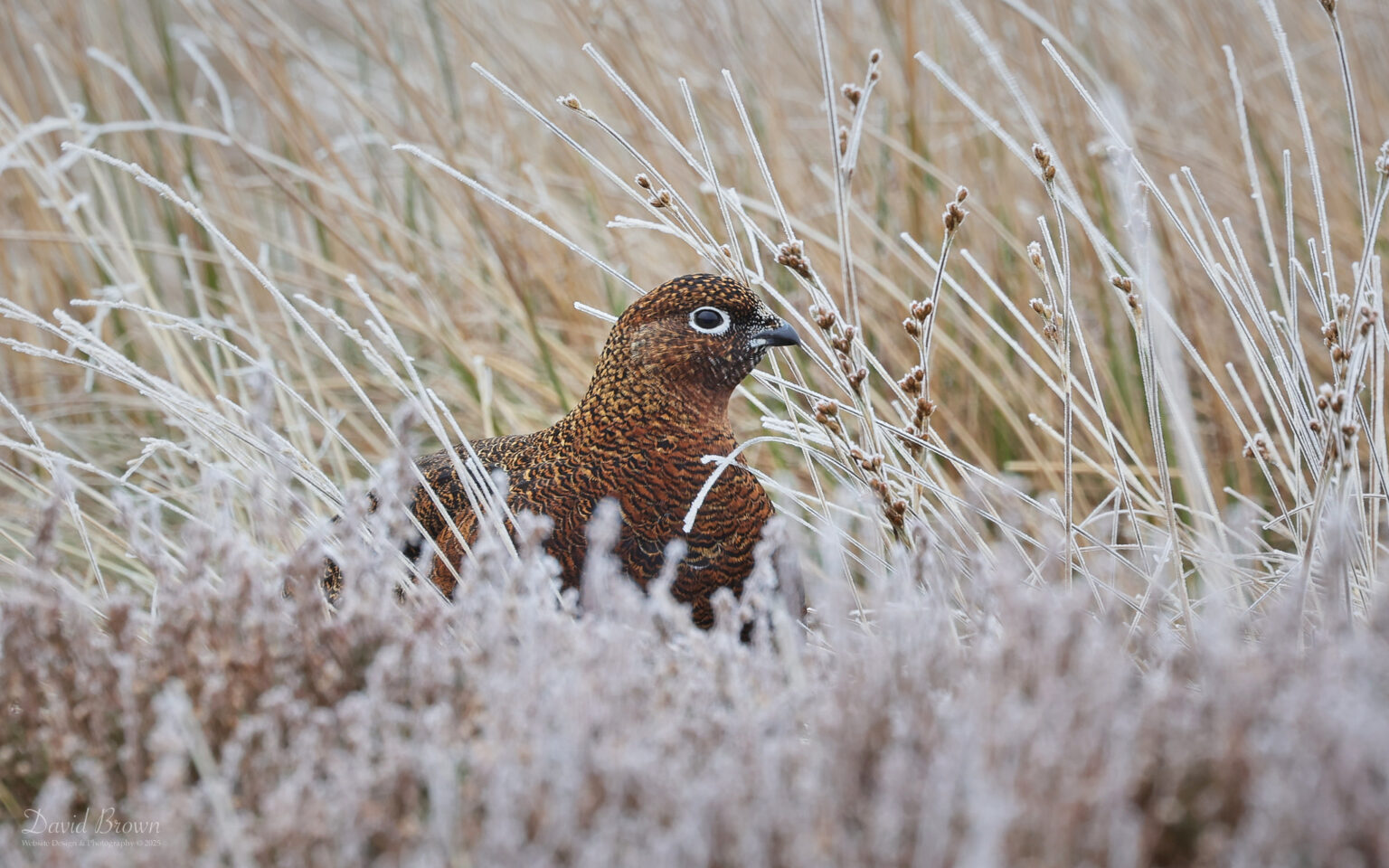 Red Grouse in South Durham, 19th January 2025