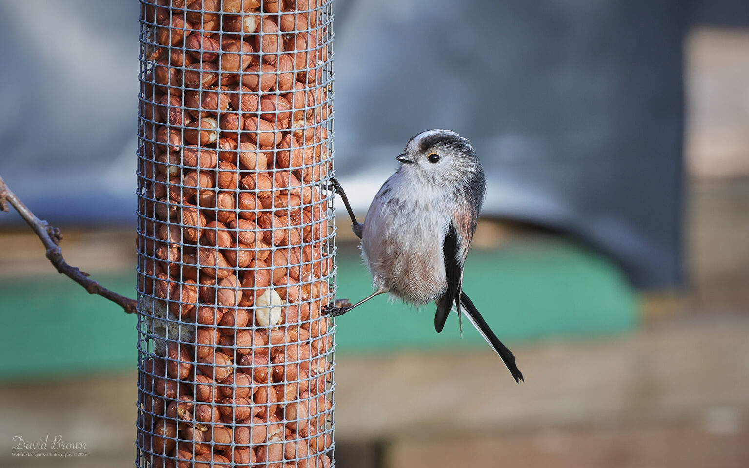 Long-tailed Tit at Escomb, 25th January 2025