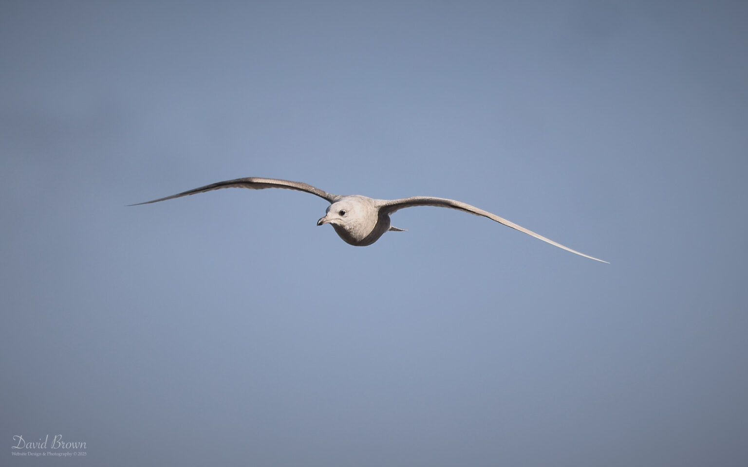 Iceland Gull at North Shields, 22nd February 2025