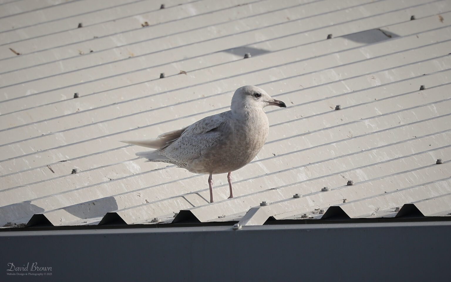 Iceland Gull at North Shields, 22nd February 2025