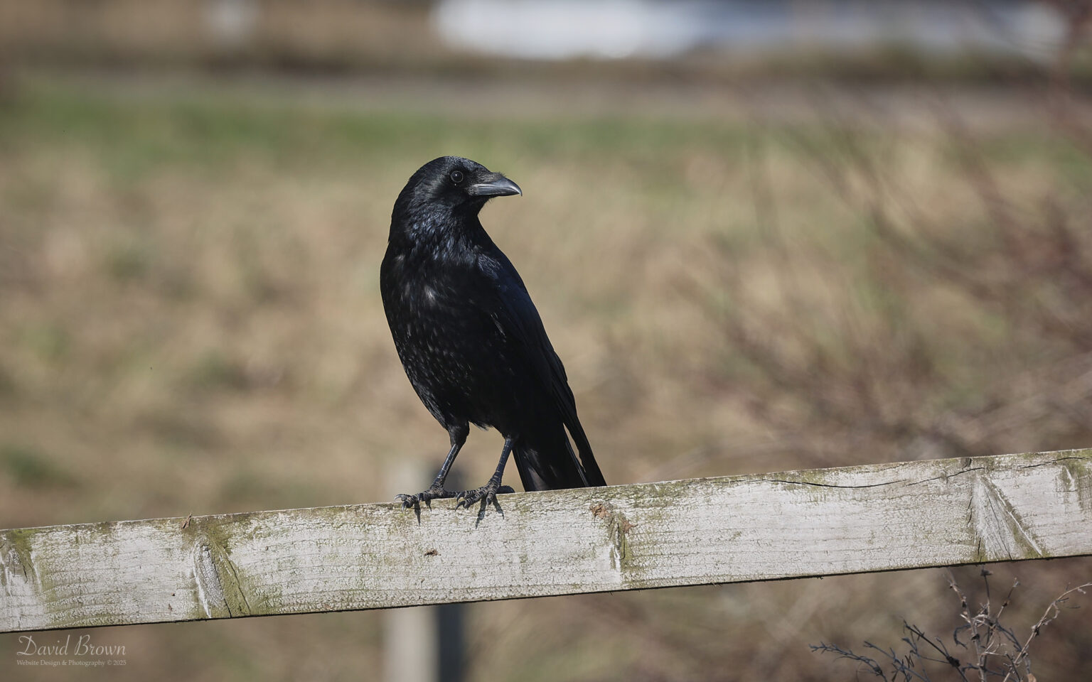 Carrion Crow at Billingham, 8th March 2025