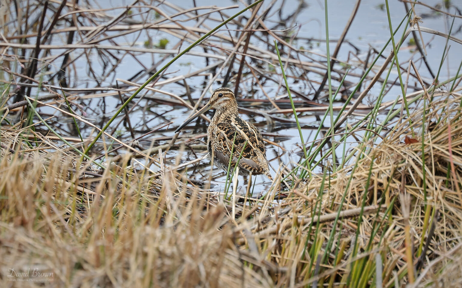 Common Snipe at Low Barns, 16th March 2025