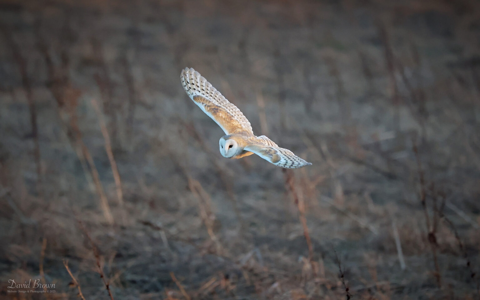 Barn Owl at Etherley Moor, 18th March 2025