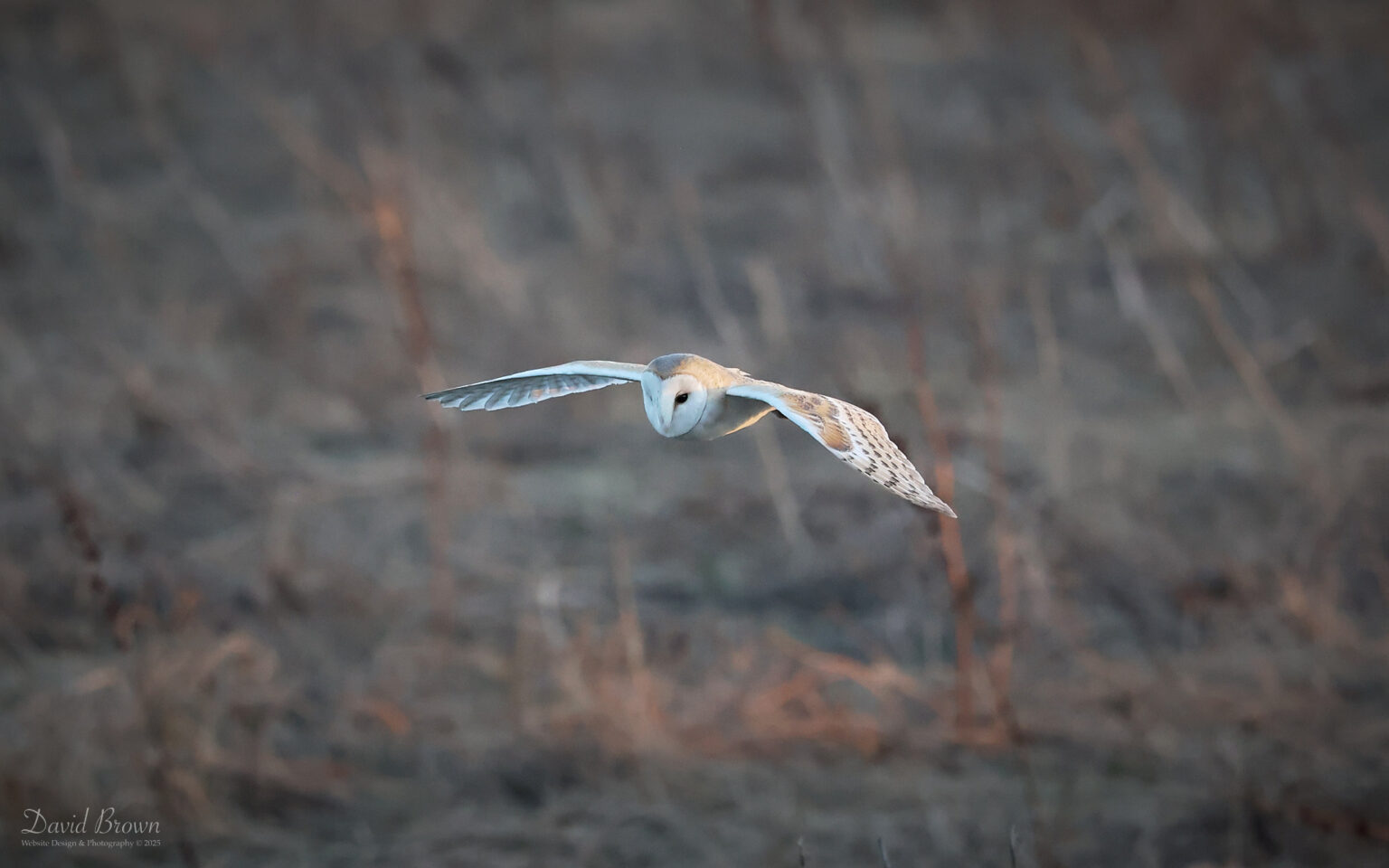 Barn Owl at Etherley Moor, 18th March 2025