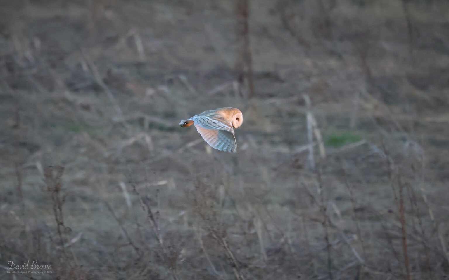 Barn Owl at Etherley Moor, 18th March 2025