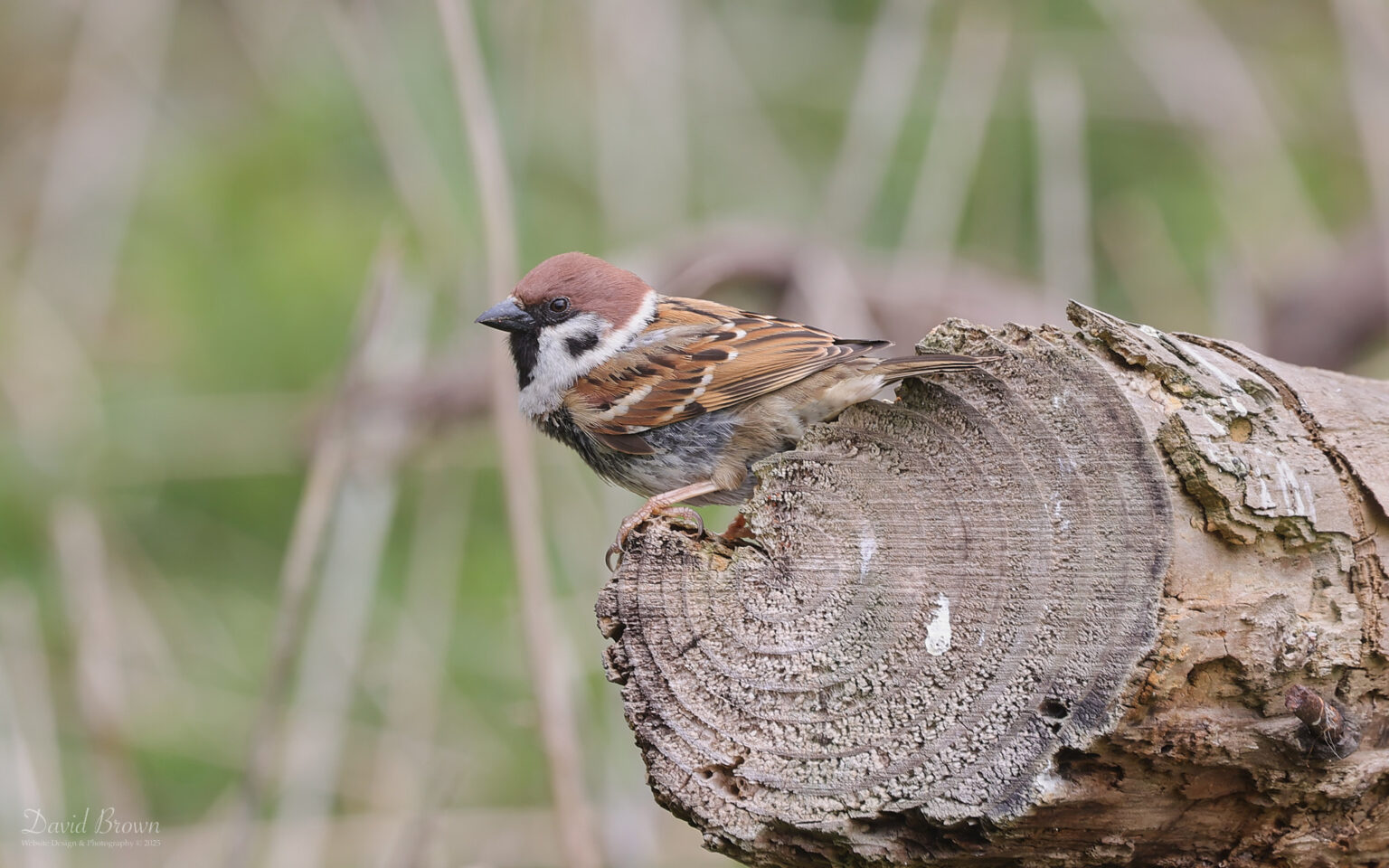 Tree Sparrow at Low Barns, 15th April 2025