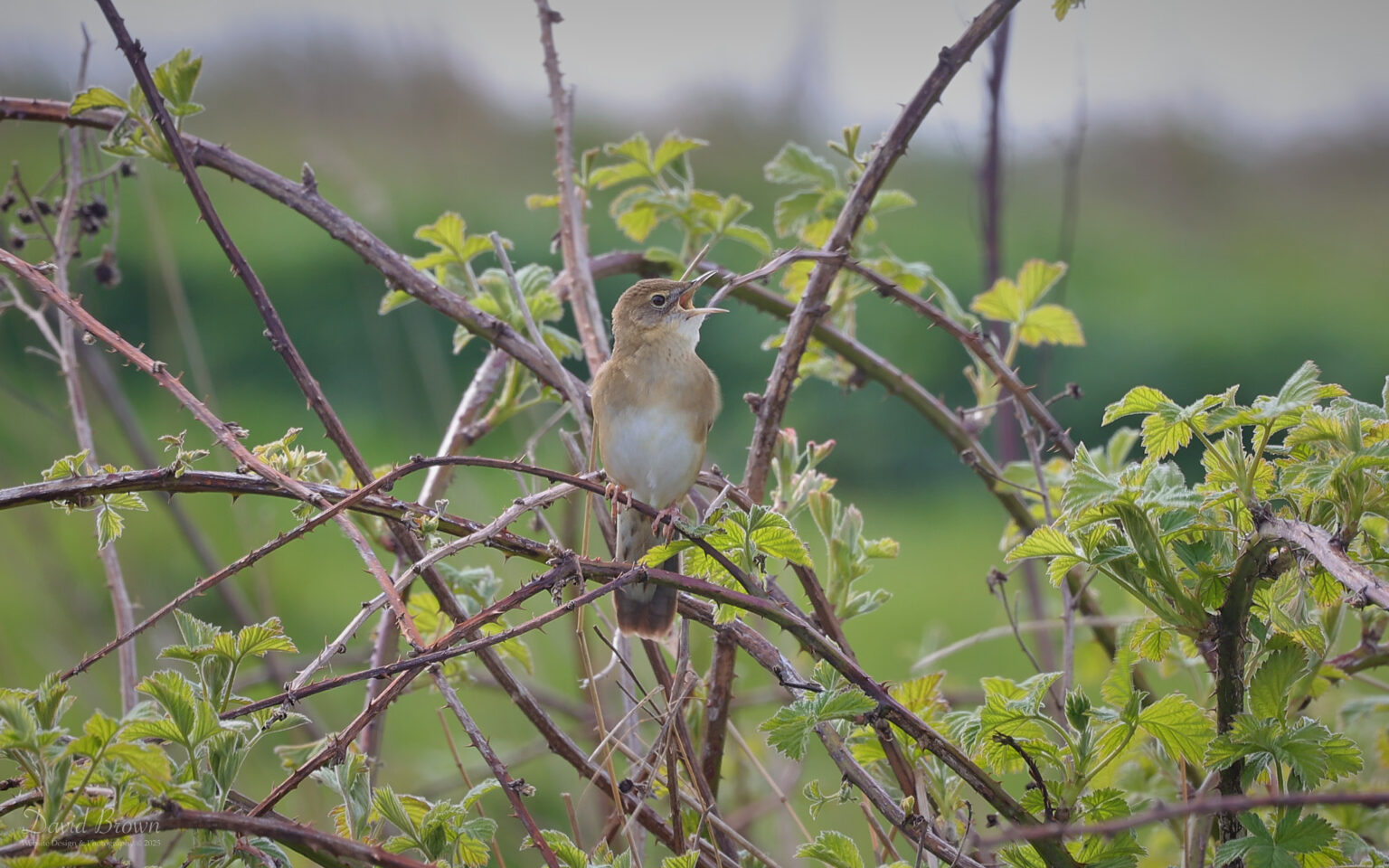 Grasshopper Warbler at Blackhall Rocks, 17th April 2025