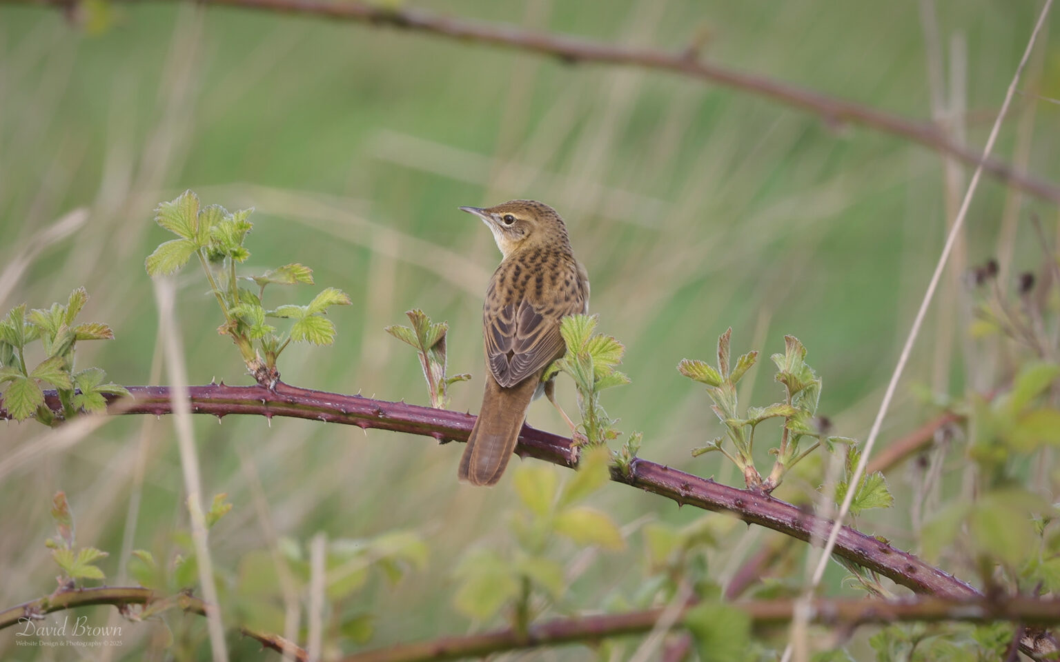 Grasshopper Warbler at Blackhall Rocks, 17th April 2025