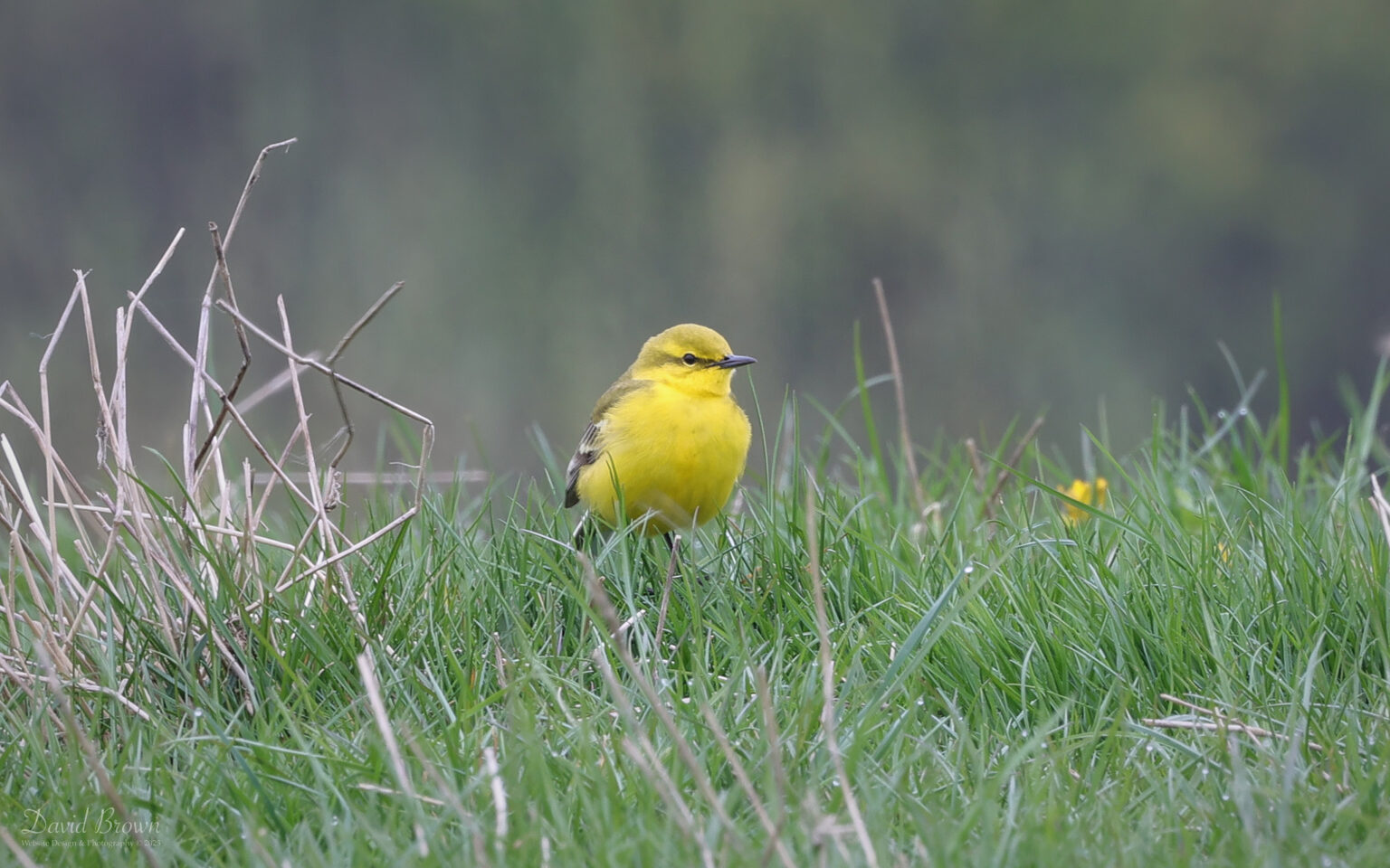 Yellow Wagtail at Bishop Middleham, 21st April 2025