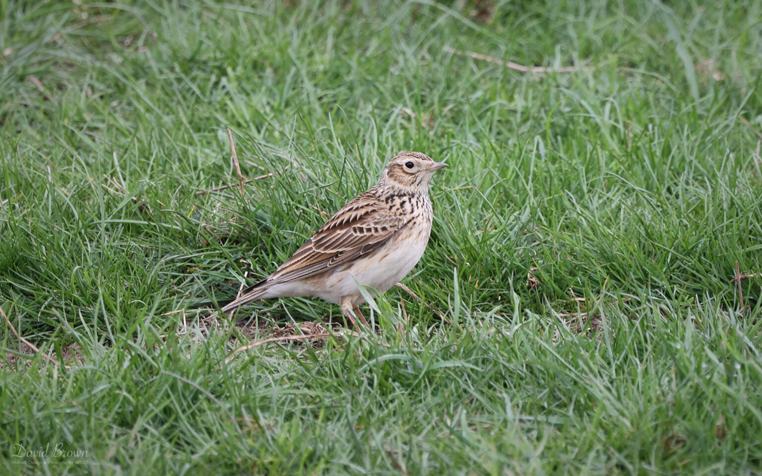 Skylark at Bishop Middleham, 21st April 2025